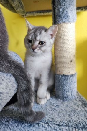 Reinrassige Bkh kitten