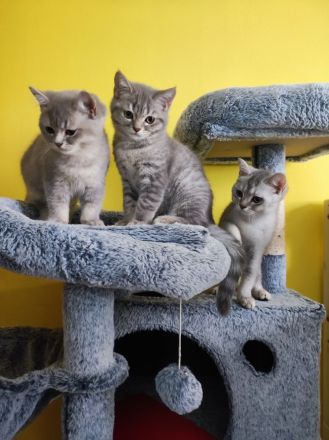 Reinrassige Bkh kitten