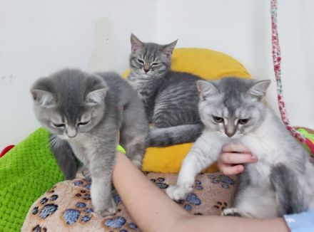 Reinrassige Bkh kitten