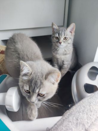 Reinrassige Bkh kitten