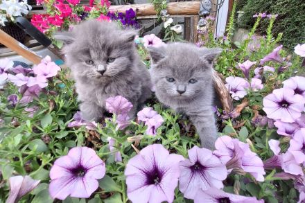 Blue Britisch Kurzaar und Langhaar mit Stammbaum