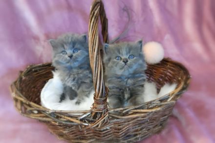 Blue Britisch Kurzaar und Langhaar mit Stammbaum