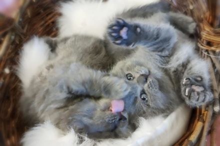 Blue Britisch Kurzaar und Langhaar mit Stammbaum