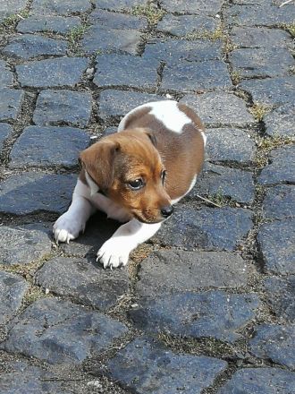 Kurzbein Jack Russel Welpen