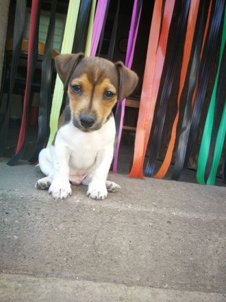 Kurzbein Jack Russel Welpen