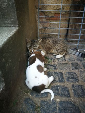 Kurzbein Jack Russel Welpen