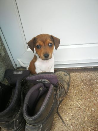Kurzbein Jack Russel Welpen