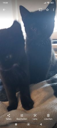 2 Schwarze Katzen