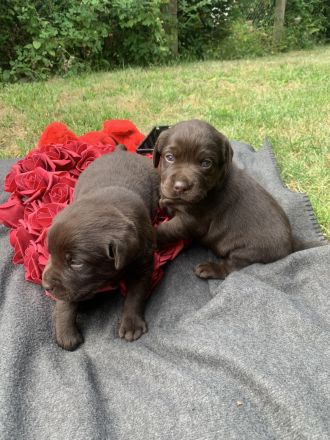 Labradorwelpen schockobraun