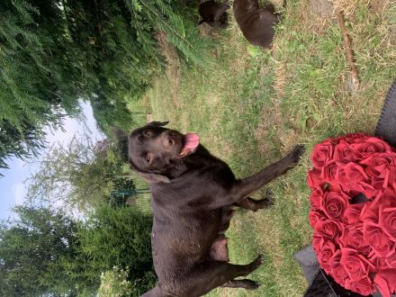 Labradorwelpen schockobraun