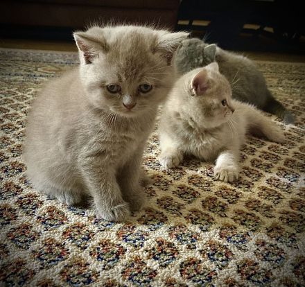 Sehr schöne BKH kitten