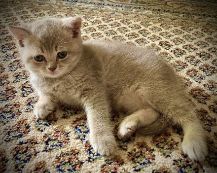 Sehr schöne BKH kitten