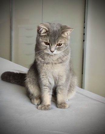 Sehr schöne BKH kitten