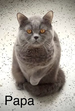 Sehr schöne BKH kitten