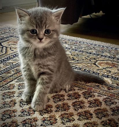 Sehr schöne BKH kitten