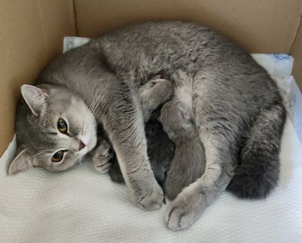 Sehr schöne BKH kitten