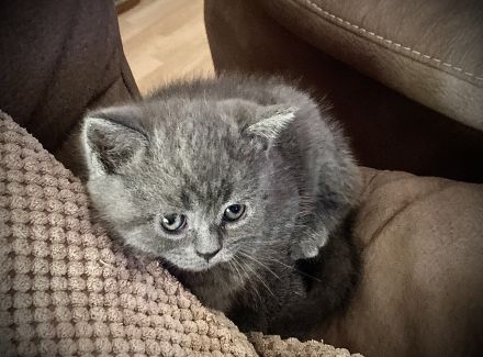 Sehr schöne BKH kitten