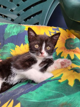 Kätzchen Katzenbabys