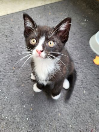 Kätzchen Katzenbabys