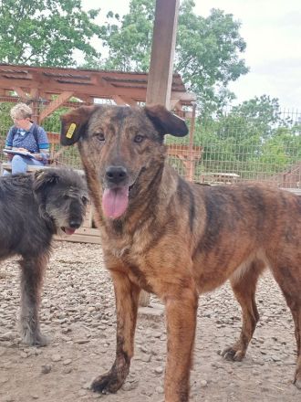 Savi traumhaft schöne Hündin , ca 2020 geboren, 60 cm groß