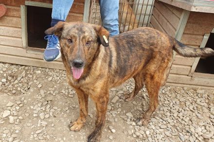 Savi traumhaft schöne Hündin , ca 2020 geboren, 60 cm groß