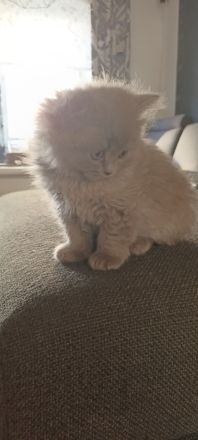 Bkh / BLH Katzenbabys Kitten 12 Wochen