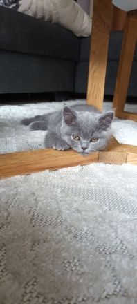 Bkh / BLH Katzenbabys Kitten 12 Wochen