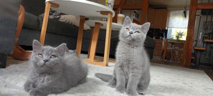 Bkh / BLH Katzenbabys Kitten 12 Wochen