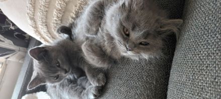 Bkh / BLH Katzenbabys Kitten 12 Wochen