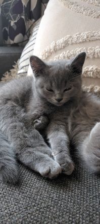 Bkh / BLH Katzenbabys Kitten 12 Wochen