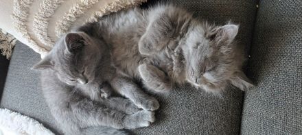 Bkh / BLH Katzenbabys Kitten 12 Wochen