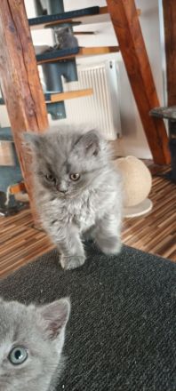 Bkh / BLH Katzenbabys Kitten 12 Wochen