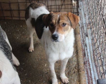 Sia sucht Menschen mit Hundeverstand