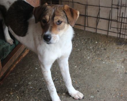 Sia sucht Menschen mit Hundeverstand