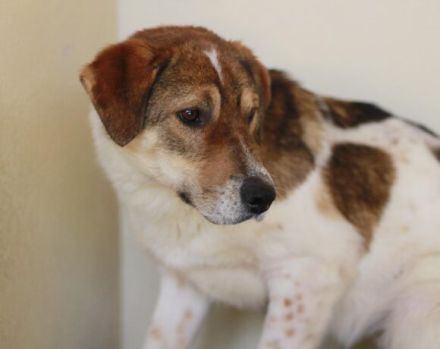 Sia sucht Menschen mit Hundeverstand