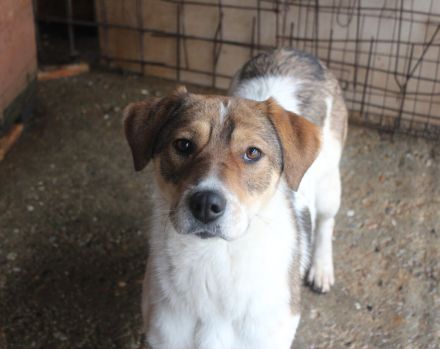 Sia sucht Menschen mit Hundeverstand