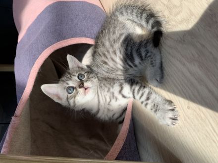 2 Bengal/BKH-Mix Kitten Erbkrankheitenfrei