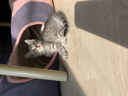 2 Bengal/BKH-Mix Kitten Erbkrankheitenfrei