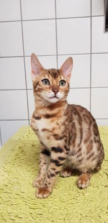 Bezaubernde Bengalkatze sucht ein neues Zuhause!