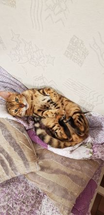 Bezaubernde Bengalkatze sucht ein neues Zuhause!