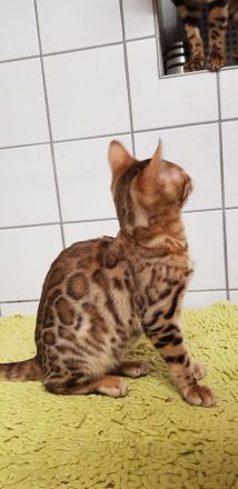 Bezaubernde Bengalkatze sucht ein neues Zuhause!