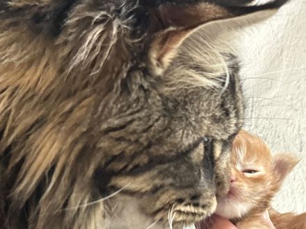 Reinrassige Maine Coon Kitten suchen für immer Zuhause
