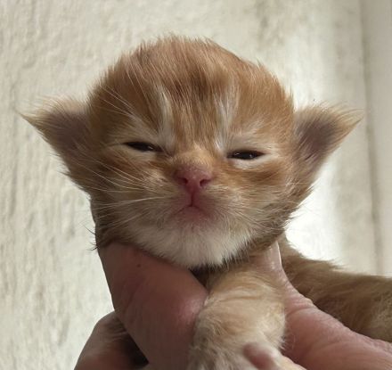 Reinrassige Maine Coon Kitten suchen für immer Zuhause