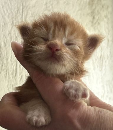 Reinrassige Maine Coon Kitten suchen für immer Zuhause