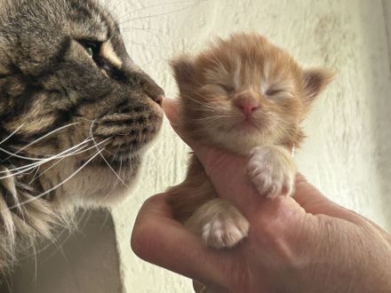 Reinrassige Maine Coon Kitten suchen für immer Zuhause
