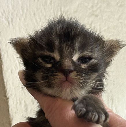 Reinrassige Maine Coon Kitten suchen für immer Zuhause