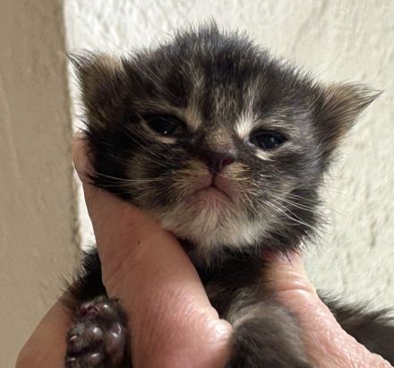 Reinrassige Maine Coon Kitten suchen für immer Zuhause