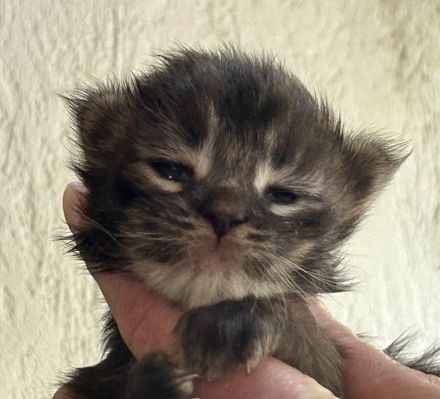 Reinrassige Maine Coon Kitten suchen für immer Zuhause