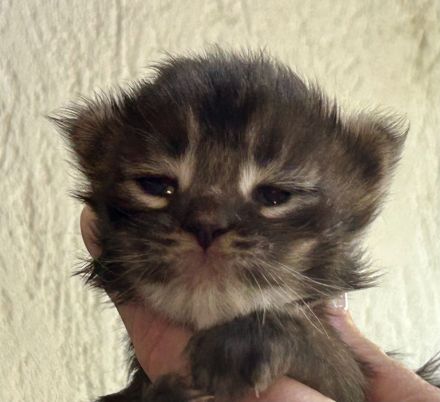 Reinrassige Maine Coon Kitten suchen für immer Zuhause