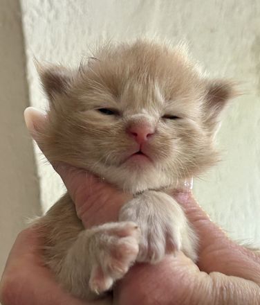 Reinrassige Maine Coon Kitten suchen für immer Zuhause